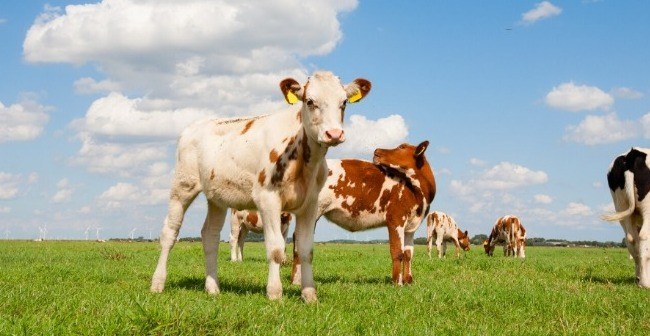 Le colostrum : l'indispensable pour une immunité des veaux !